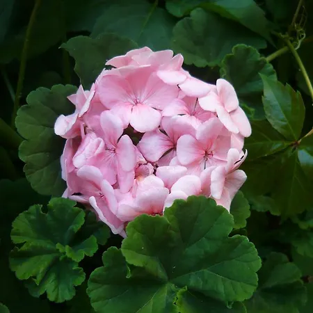 Thalia * Nea Moudania